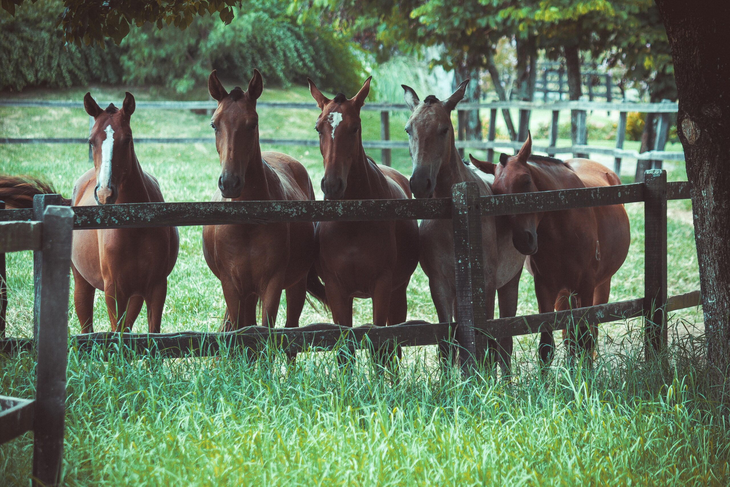 A group of horses standing behind a wooden fence on a sunny day in a lush green pasture.